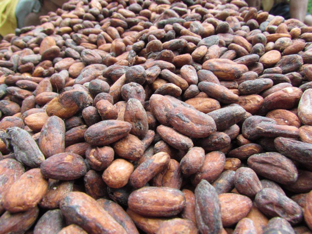 Nestlé UK&I reaches sustainable cocoa target